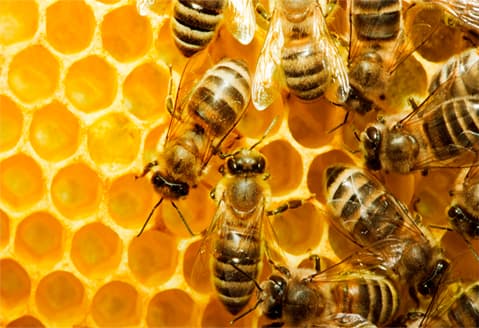 Проєкт «Запилення бджолами»